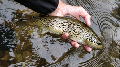 Pêche de la truite sur la rivière Vie - Fédération de pêche de l'Orne