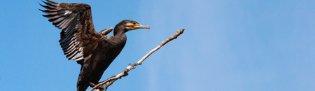 Dossier Cormoran