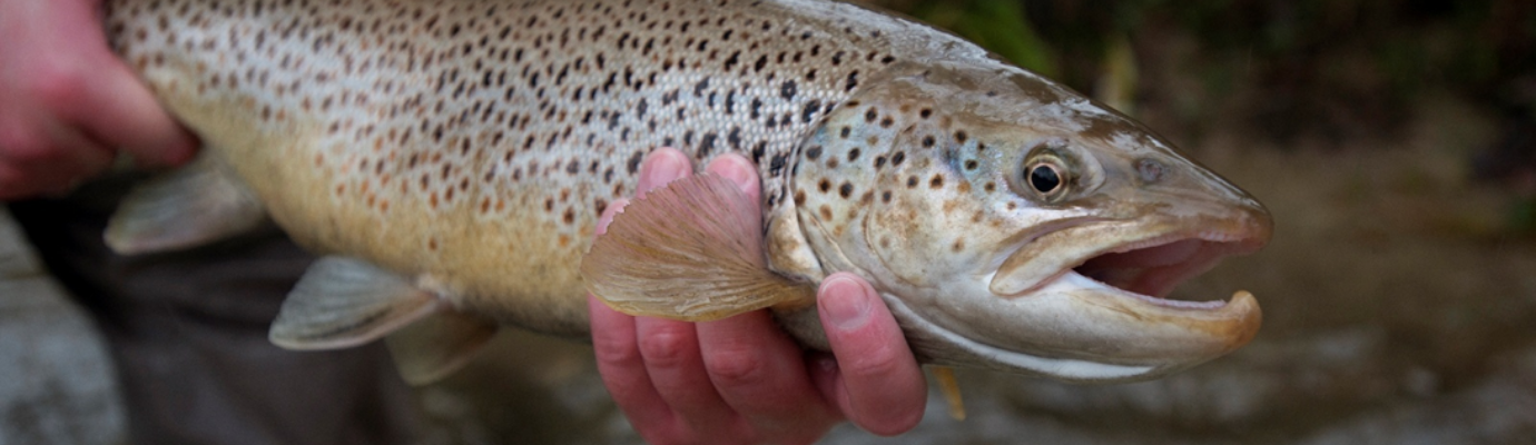 Tailles Nombres de captures