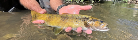 Réglementation 1ere cat