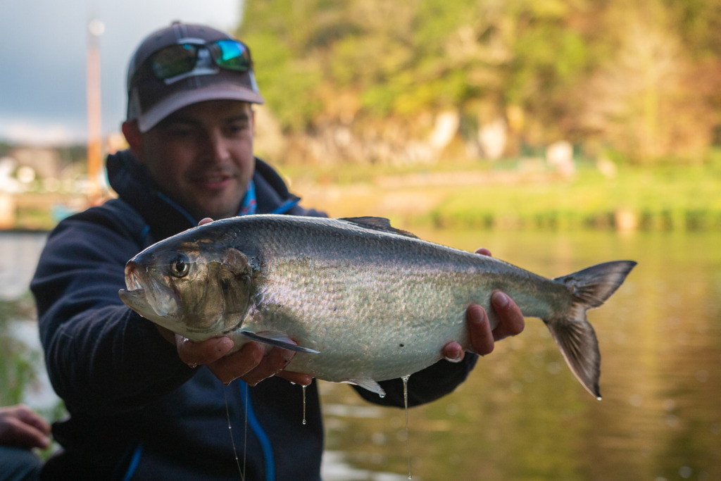 Alose Pêcheur