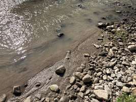 Suivi piscicole pollution