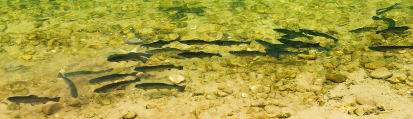 EMPOISSONNEMENT SALMONIDÉS