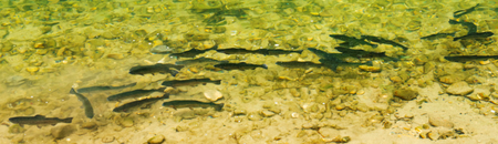 EMPOISSONNEMENT SALMONIDÉS