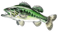 BLACK BASS